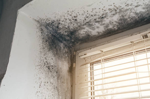 Trusted Commercial Mold Remediation service in Quincy, IL - Cheap Mold Removal
